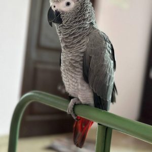 African grey parrot for sale