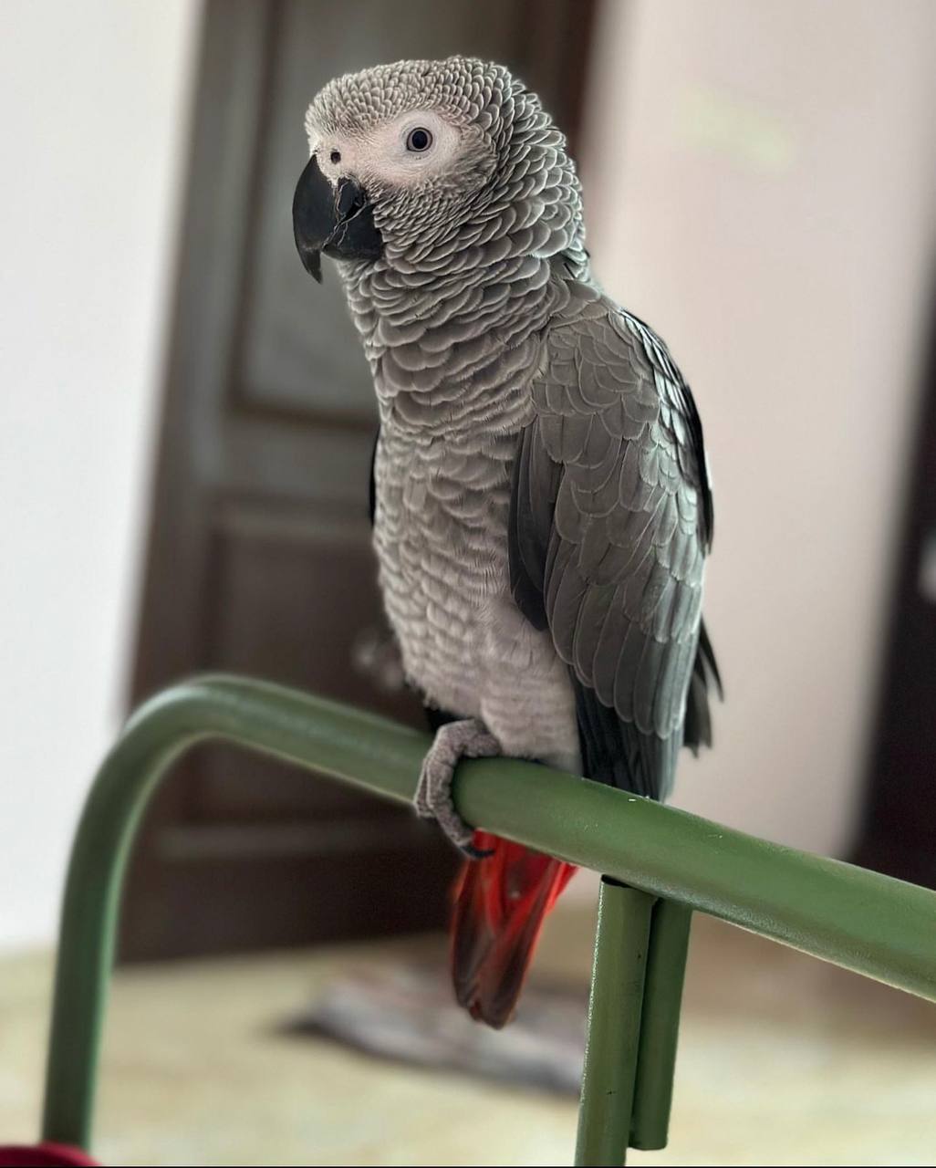 African grey parrot for sale