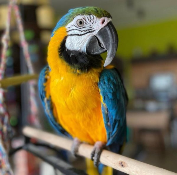 blue and gold macaw for sale