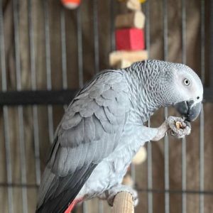 Buy Baby African Grey Parrot Online