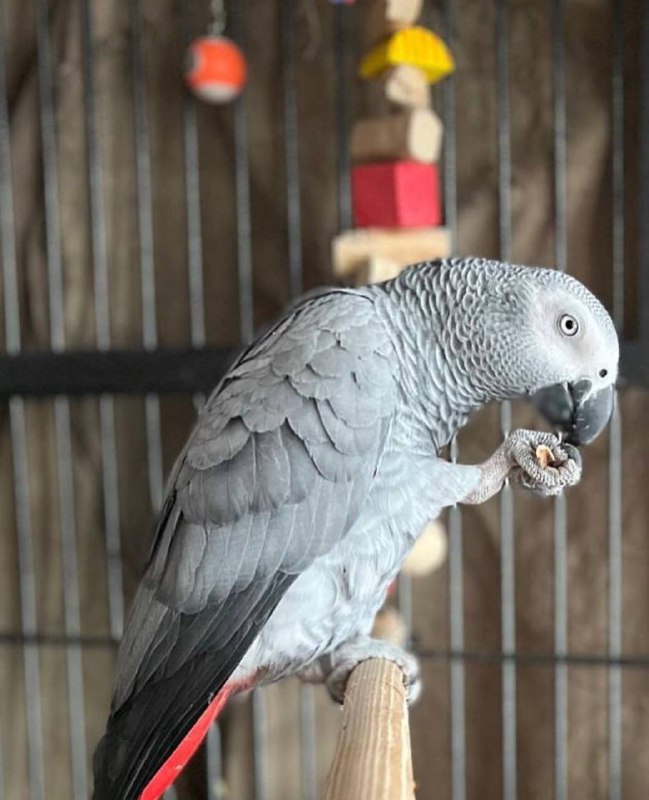 Buy Baby African Grey Parrot Online