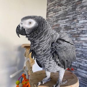 buy african grey parrot online