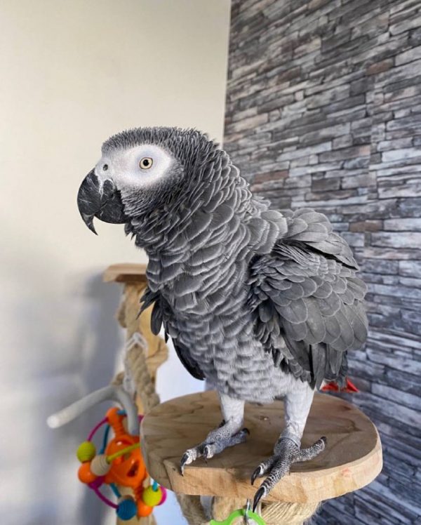 buy african grey parrot online