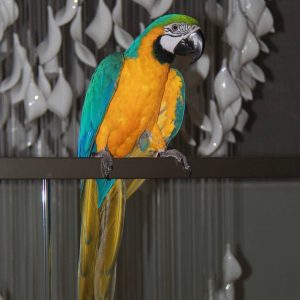 Buy Macaw Parrot Online