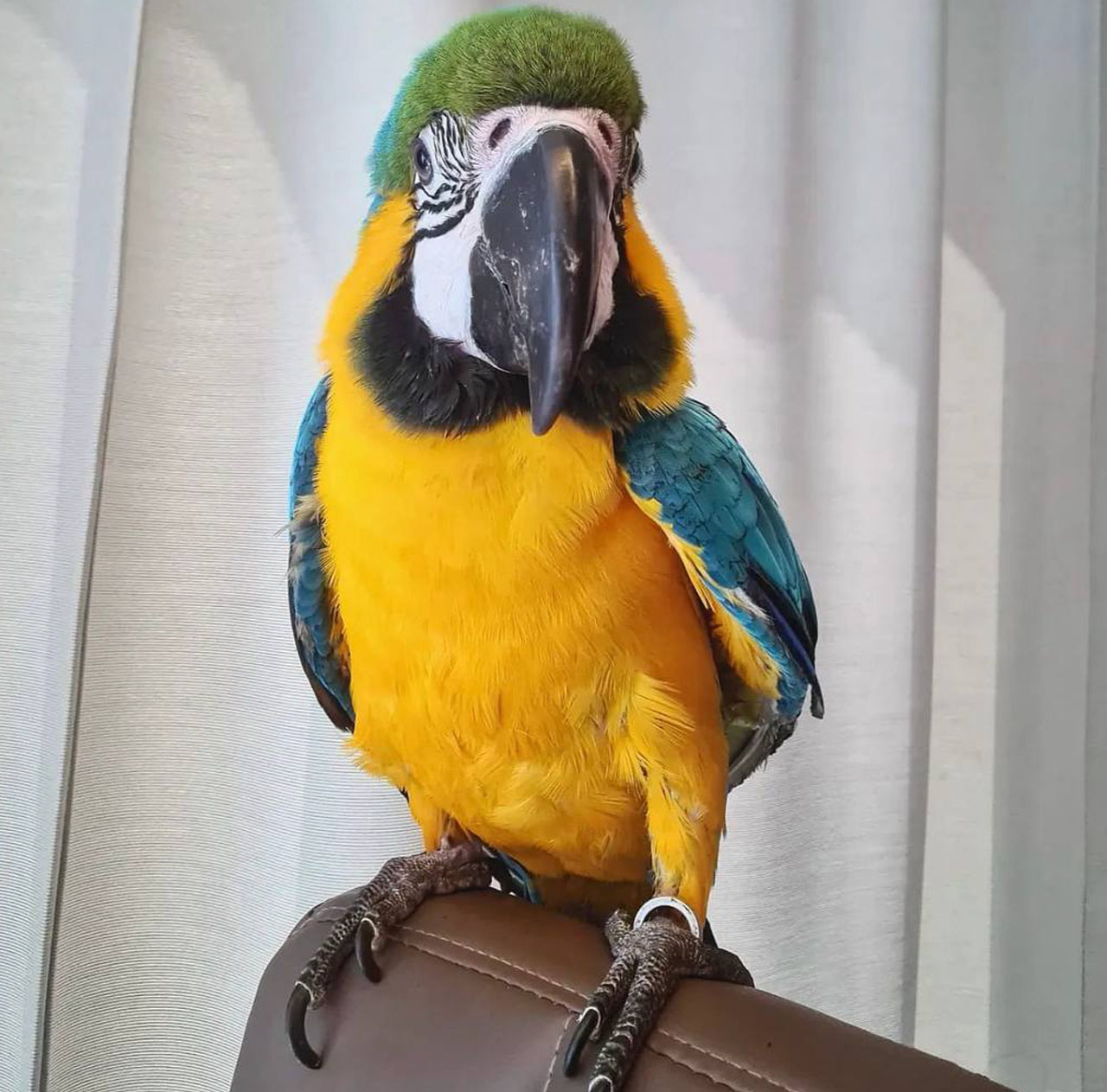 Macaw parrot for sale near me