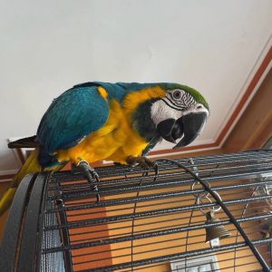 pet macaw for sale