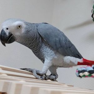 African grey parrots for sale