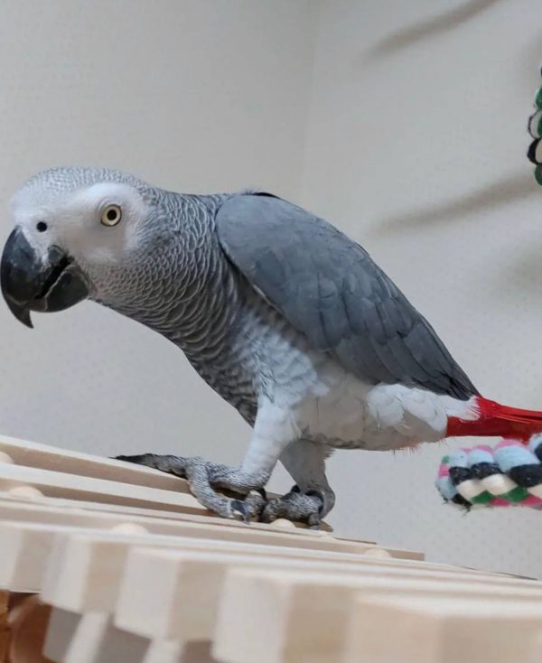 African grey parrots for sale