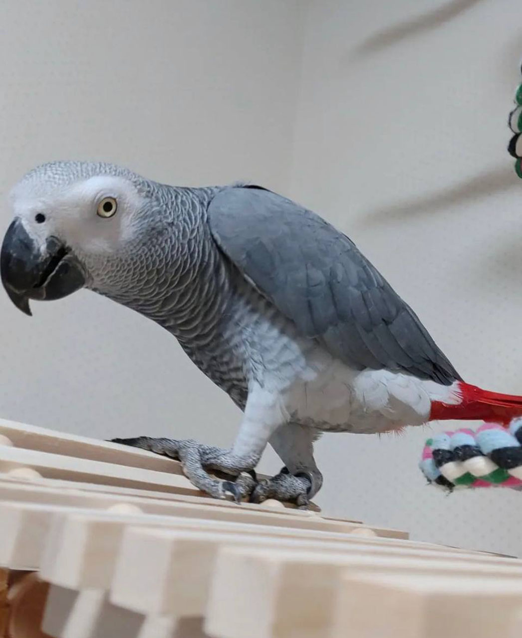 African grey parrots for sale