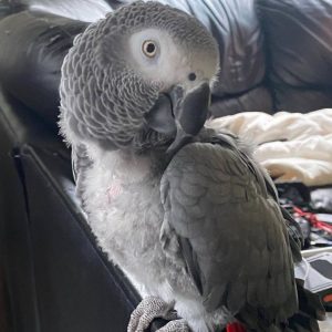 congo african grey parrot for sale