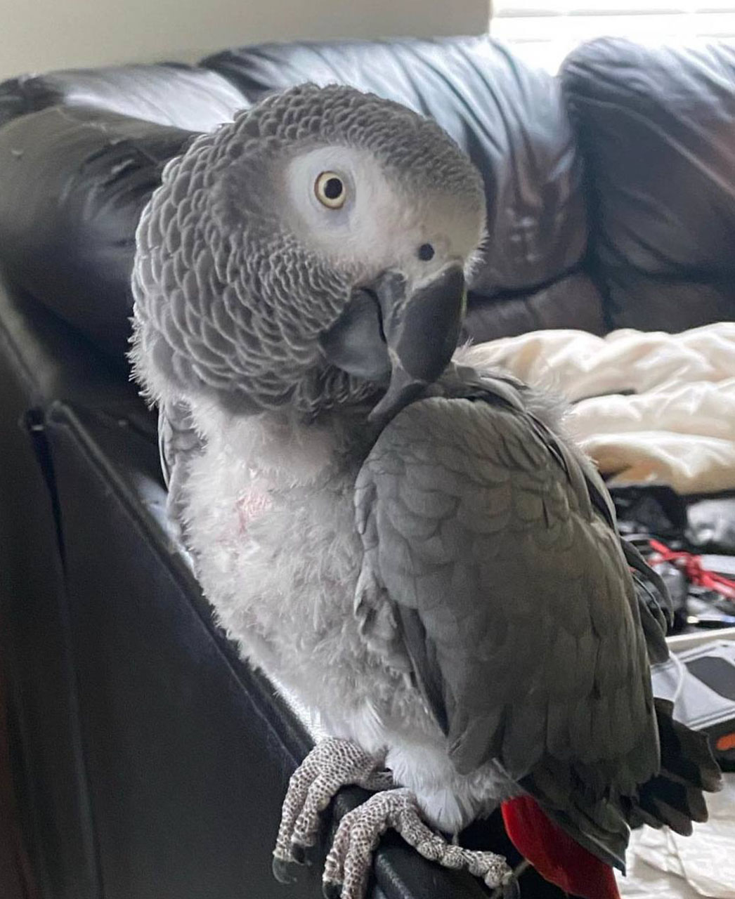 congo african grey parrot for sale