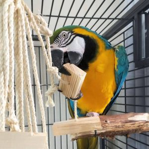 BUY MACAW PARROT ONLINE