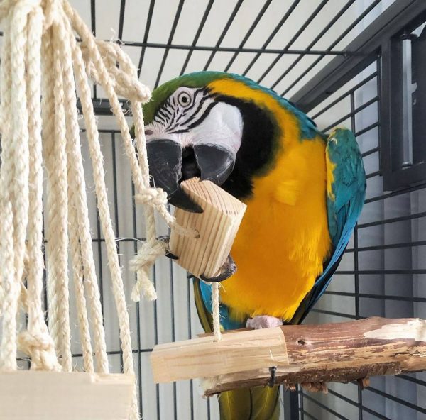 BUY MACAW PARROT ONLINE