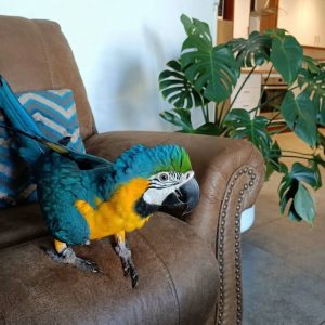 where to buy macaw parrot online