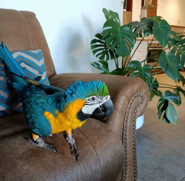 where to buy macaw parrot online