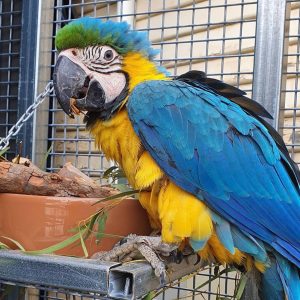 baby macaw for sale