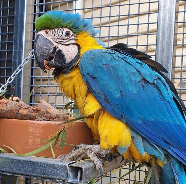 baby macaw for sale