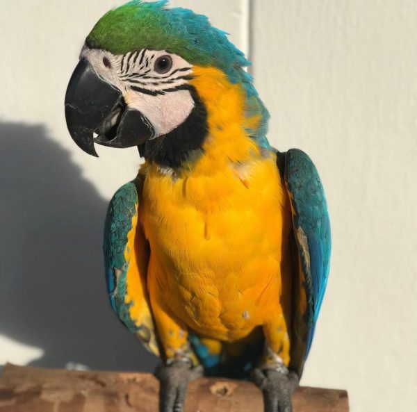 macaw bird for sale