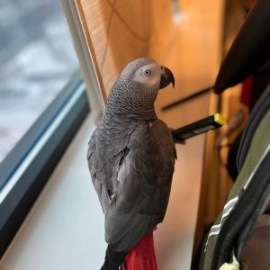 where to buy african grey parrot online