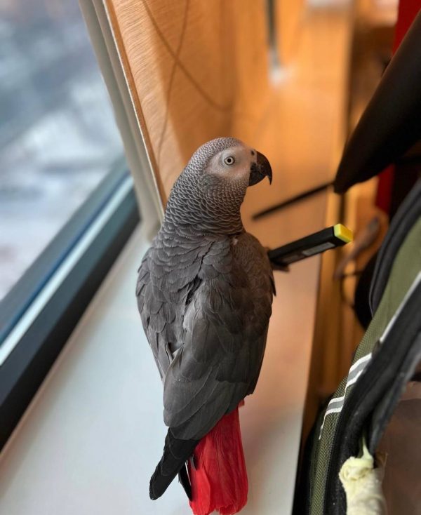 where to buy african grey parrot online