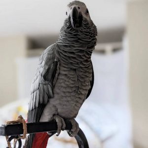 Buy african grey