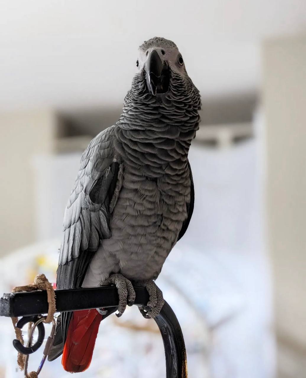 Buy african grey