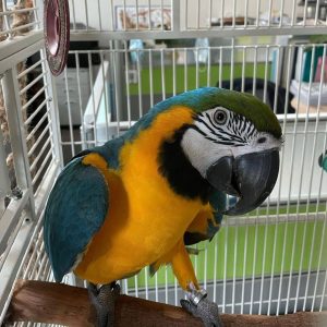 Buy Macaw Parrot Online