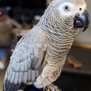 african grey breeder near me