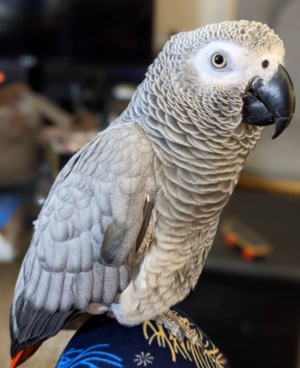 african grey breeder near me