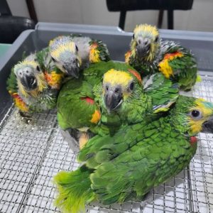 Buy Amazon parrot online