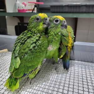 Buy Amazon parrot online