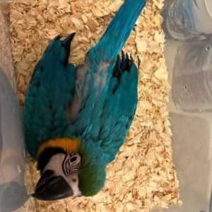 Baby Macaw for sale