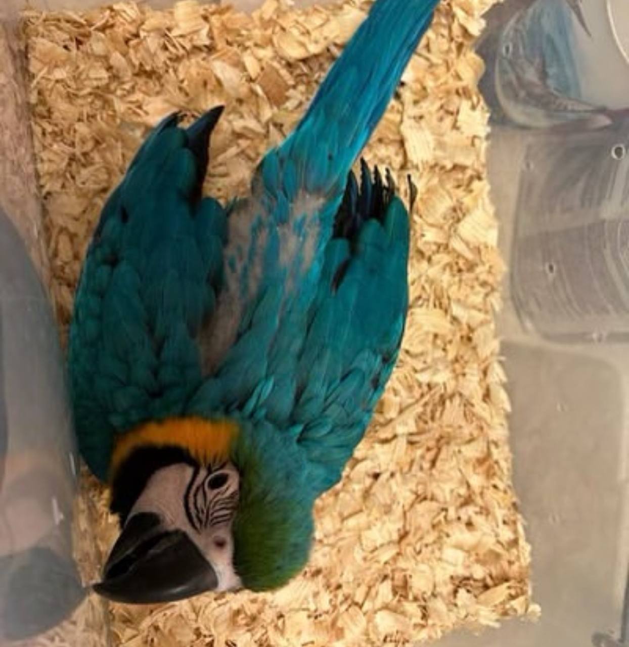 Baby Macaw for sale