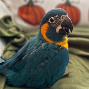 Blue and Gold Macaw for sale