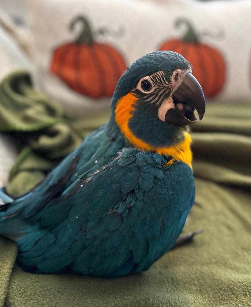 Blue and Gold Macaw for sale