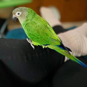 Conure bird for sale