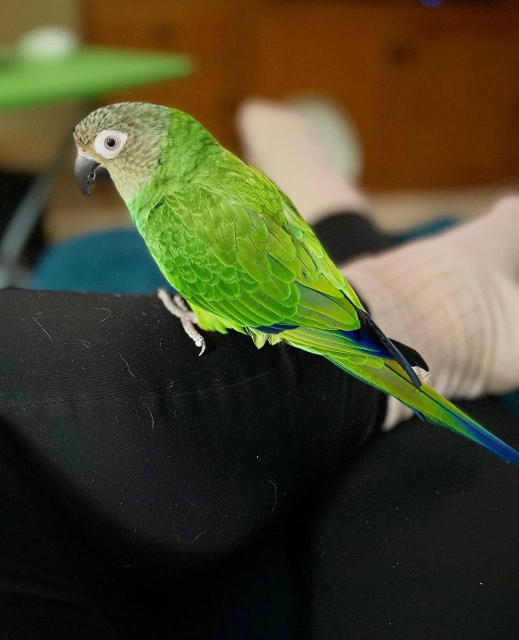 Conure bird for sale