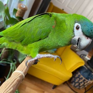 Hahn's macaw for sale