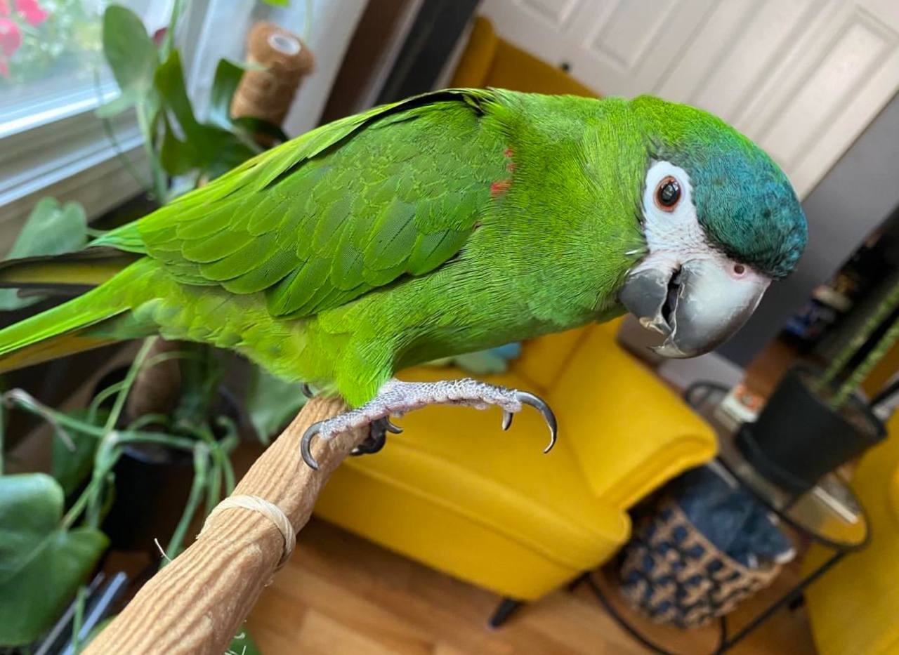 Hahn's macaw for sale