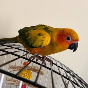 sun conure for sale online