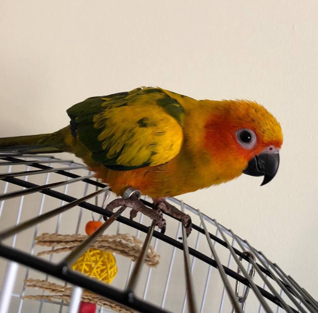 sun conure for sale online