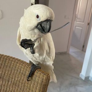 Buy cockatoo parrot