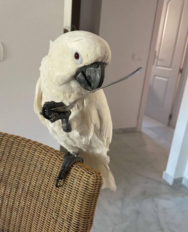 Buy cockatoo parrot