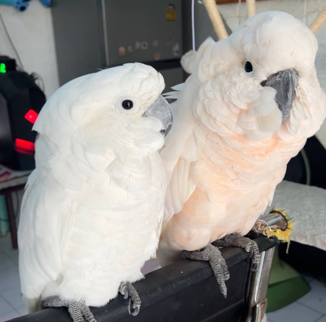 buy cockatoo parrot online