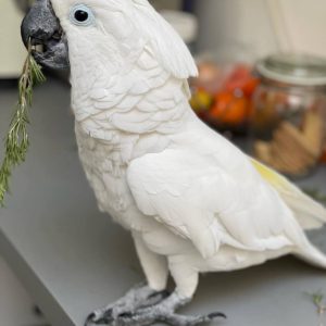 Cockatoo parrot for sale