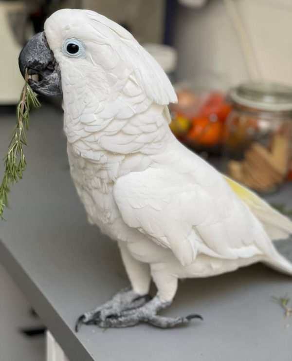 Cockatoo parrot for sale