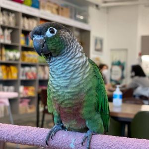 conure green cheek price