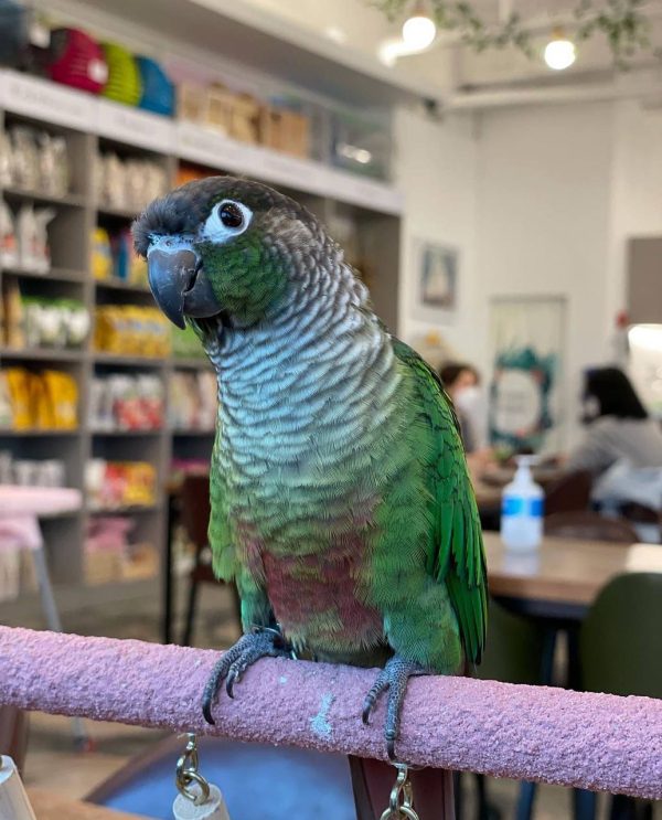 conure green cheek price