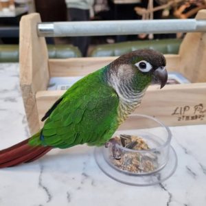 Buy Parakeet Bird Online