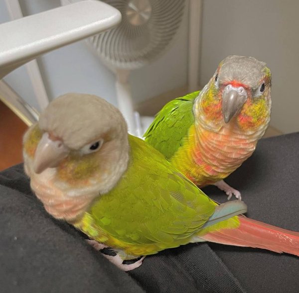 Green Cheek conure for sale